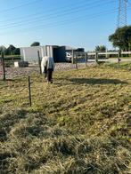Maatje gezocht/plek aangeboden, Dieren en Toebehoren, Stalling en Weidegang, Weidegang, 1 paard of pony