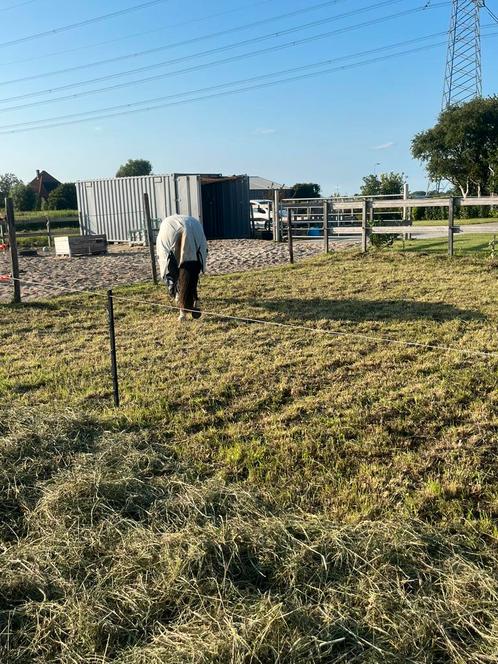 Maatje gezocht/plek aangeboden, Dieren en Toebehoren, Stalling en Weidegang, Stalling, Weidegang, 1 paard of pony