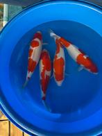 Dainichi koi 55/65cm, Dieren en Toebehoren, Karper of Koi