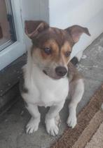 Jackie zoekt baasje, Particulier, Buitenland, Eén hond, Jack Russell Terriër
