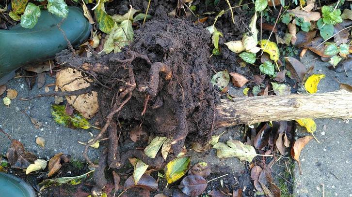 Vlinderstruik roze gratis ophalen Amsterdam Osdorp, Tuin en Terras, Planten | Bomen, Olijfboom, 100 tot 250 cm, Volle zon, Bloeit niet