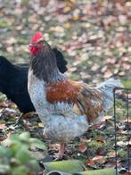 Twee grote vriendelijke hanen, Mannelijk, Kip