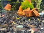 Garnalen meerdere kleuren, Dieren en Toebehoren, Vissen | Aquariumvissen, Kreeft, Krab of Garnaal