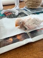 Te koop agapornis fischerie baby’s, Dieren en Toebehoren, Vogels | Parkieten en Papegaaien, Meerdere dieren, Dwergpapegaai of Agapornis