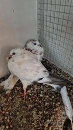 Mooie Haagse Kroppers, Dieren en Toebehoren, Vogels | Duiven, Meerdere dieren, Kropper