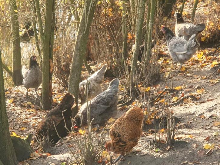 Leg kippen, Dieren en Toebehoren, Pluimvee | Toebehoren, Zo goed als nieuw, Kippenhok of Kippenren, Ophalen
