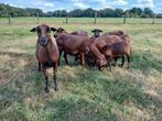 Kameroenschaap kameroen schaap, Dieren en Toebehoren, Schapen, Geiten en Varkens, Vrouwelijk, Schaap