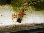 Neocaridina Red Sakura Garnalen, Dieren en Toebehoren, Kreeft, Krab of Garnaal
