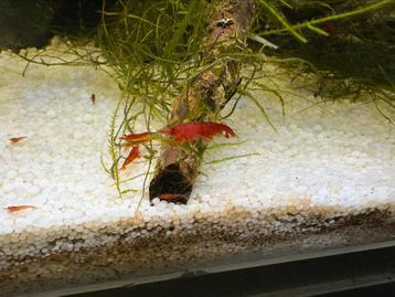 Neocaridina Red Sakura Garnalen beschikbaar voor biedingen
