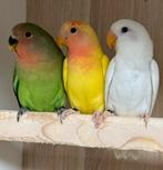 3 x Agapornis dwergpapegaai roseicollie om tam te maken, Dieren en Toebehoren, Meerdere dieren, Dwergpapegaai of Agapornis, Tam