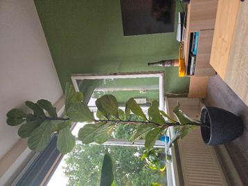 Ficus Lyrata beschikbaar voor biedingen