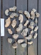 Ammonieten fossielen fragmenten, Verzamelen, Mineralen en Fossielen, Ophalen of Verzenden, Fossiel