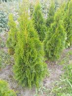 Thuja Smaragd, Ophalen, Conifeer