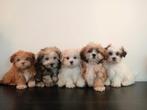 Mooie Boomer pups ShihTzu x Maltezer., Dieren en Toebehoren, Honden | Chihuahua's en Gezelschapshonden, Nederland, Overige rassen