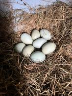 Verse Legbar eieren te koop!!, Dieren en Toebehoren, Pluimvee | Toebehoren, Nieuw, Ophalen of Verzenden
