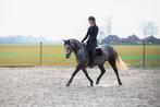 Allround D sportpony, Dieren en Toebehoren, Merrie, D pony (1.37m tot 1.48m), 3 tot 6 jaar