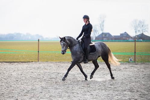 Allround D sportpony, Dieren en Toebehoren, Pony's, Merrie, D pony (1.37m tot 1.48m), 3 tot 6 jaar