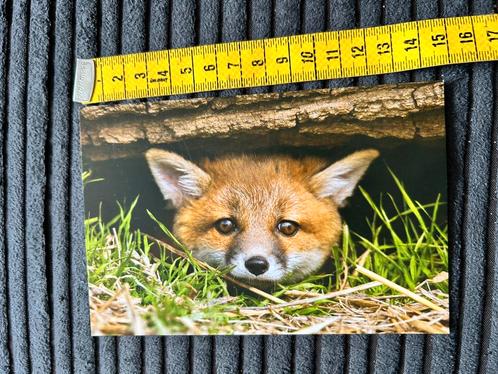 A23 Kaart Vosje Vos, Verzamelen, Ansichtkaarten | Dieren, Ongelopen, Ophalen of Verzenden