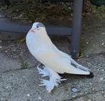 Mooie Kroppers, Dieren en Toebehoren, Vogels | Duiven, Meerdere dieren, Kropper