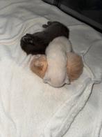 Britse korthaar kittens, Dieren en Toebehoren, Katten en Kittens | Raskatten | Korthaar