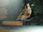 Major Putter pop, Dieren en Toebehoren, Vogels | Overige Vogels, Meerdere dieren, Wildzangvogel