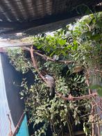 Witwanggaailijster (Garrulax chinensis), Dieren en Toebehoren, Vogels | Overige Vogels, Meerdere dieren, Geringd