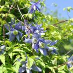 Bosrank – clematis verschillende soorten/maten, Ophalen of Verzenden, Volle zon