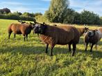 Dekrammen Blauwe Texelaar, Dieren en Toebehoren, Schapen, Geiten en Varkens, Mannelijk, Schaap