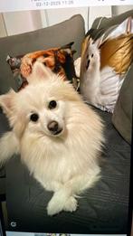Pomeranian Spitz, Dieren en Toebehoren, Honden | Poolhonden, Keeshonden en Oertypen, Particulier, Keeshond, Reu, CDV (hondenziekte)