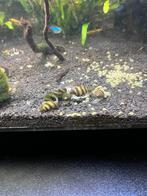 Helena slakken 4 voor 5 euro, Dieren en Toebehoren, Slak of Weekdier