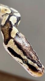 Koningspython, Dieren en Toebehoren, Reptielen en Amfibieën, Slang