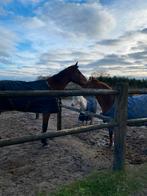 Zwart en goud winterdeken irish turnout extra bucas 300g, Dieren en Toebehoren, Ophalen of Verzenden, Gebruikt, Deken