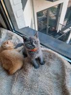 Raszuivere | Blauw Britse Korthaar | Kitten, Dieren en Toebehoren, Katten en Kittens | Raskatten | Korthaar, Poes, Gechipt