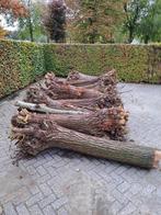 kachelhout / stookhout / knotwilgen, 3 tot 6 m³, Ophalen, Overige houtsoorten, Stammen
