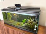 Compleet aqaurium, Ophalen, Zo goed als nieuw, Gevuld zoetwateraquarium