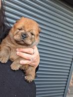 Chow chow teefje pupje, Dieren en Toebehoren, Rabiës (hondsdolheid), 8 tot 15 weken, Teef, Poolhond