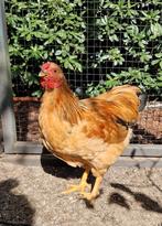 Wyandotte kriel haan Buff zwartcolumbia, Dieren en Toebehoren, Pluimvee, Mannelijk, Kip