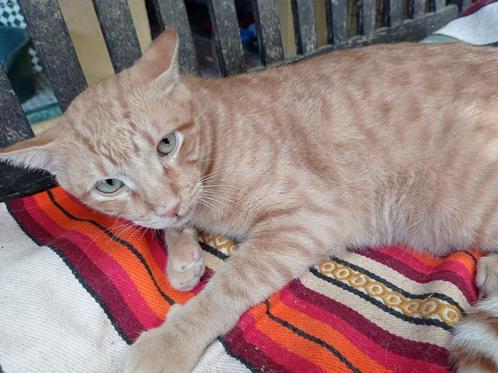 Jarela, Policarpo, 20-06 202b gered tijdens een castratie p, Dieren en Toebehoren, Katten en Kittens | Overige Katten, Kortharig