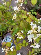 Viburnum sneeuwbal, Tuin en Terras, Ophalen, Zomer, Overige soorten, Halfschaduw