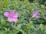 Roze ooeivaarsbek (Geranium endressii), Ophalen, Bodembedekkers, Vaste plant, Halfschaduw