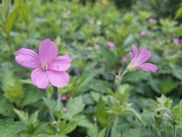 Roze ooeivaarsbek (Geranium endressii)

 beschikbaar voor biedingen
