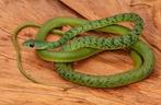 Philothamnus semivariegatus - spotted bush snake, Slang