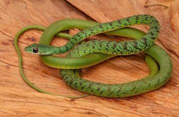 Philothamnus semivariegatus - spotted bush snake beschikbaar voor biedingen
