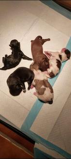 Prachtige raszuivere Shih tzu pups, 8 tot 15 weken, CDV (hondenziekte), Meerdere, Nederland