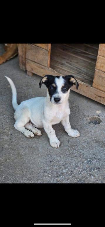 Pup ter adoptie beschikbaar voor biedingen