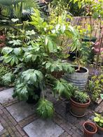 Fatsia winterhard wintergroen 120cm hoog, In pot, Halfschaduw, Overige soorten, Ophalen