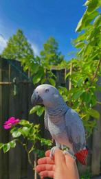 Te koop: Tam Grijze Roodstaart Papegaai (Kokie), Vrouwelijk, Tam