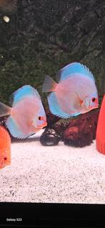 2 jonge Blue Diamond discusvissen, Vis