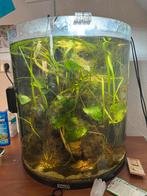 Leuk aquarium, Dieren en Toebehoren, Vissen | Aquaria en Toebehoren, Ophalen of Verzenden, Gebruikt, Gevuld zoetwateraquarium