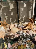 Grote Collectie Diverse Schelpen, Verzamelen, Ophalen of Verzenden, Schelp(en)
